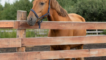 Equestrian Fencing Installation and Maintenance, Essex, Colchester